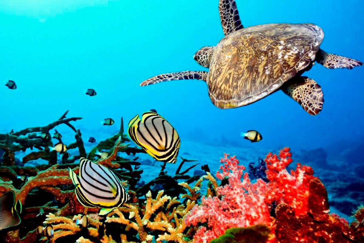Snorkelling & Scuba Diving