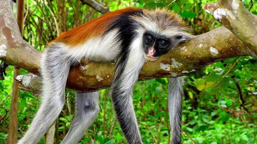Jozani Forest & Red Colobus Monkeys